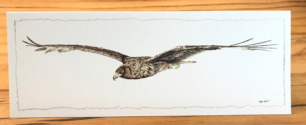 "Harrier Hawk" Greeting Card