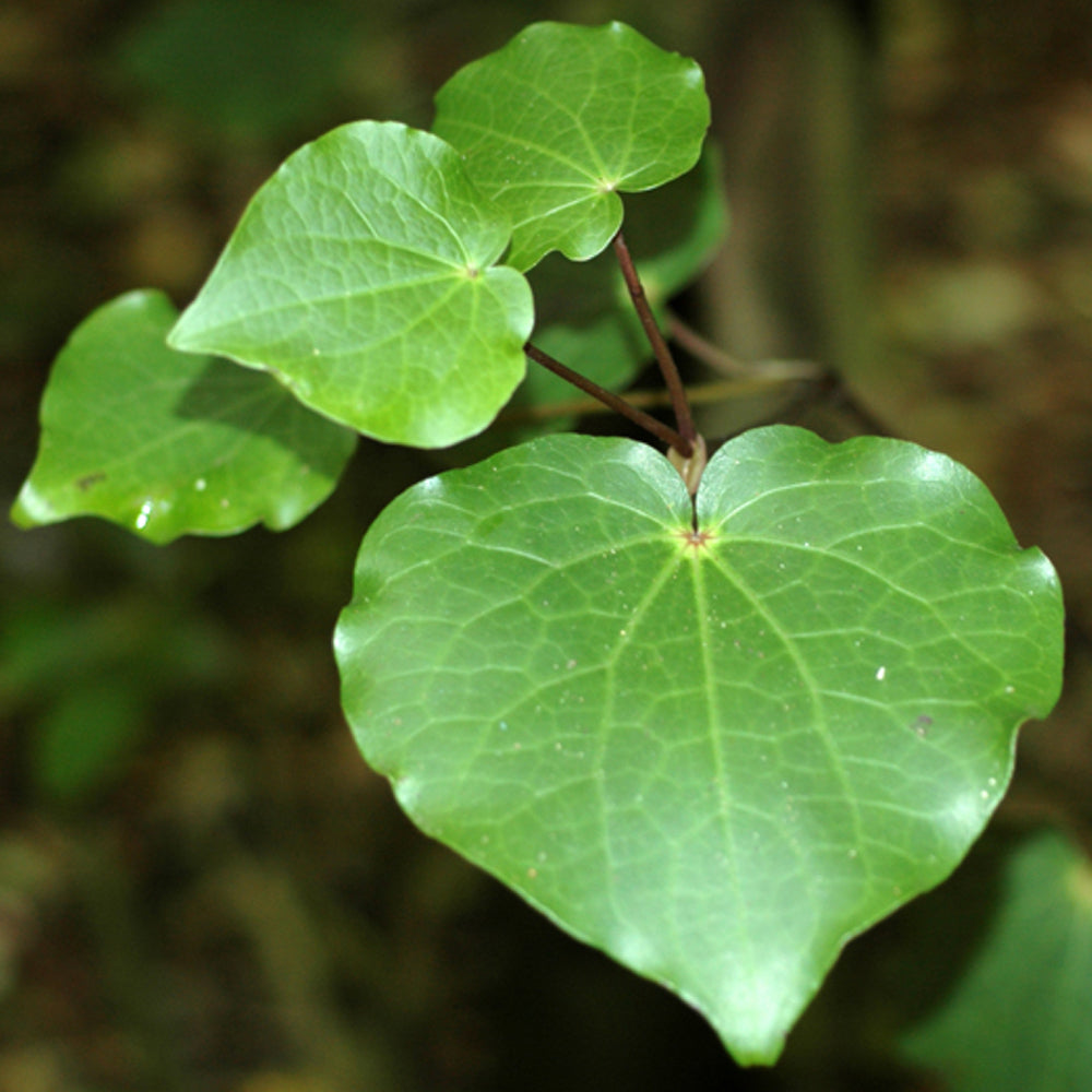 Kawakawa leaves