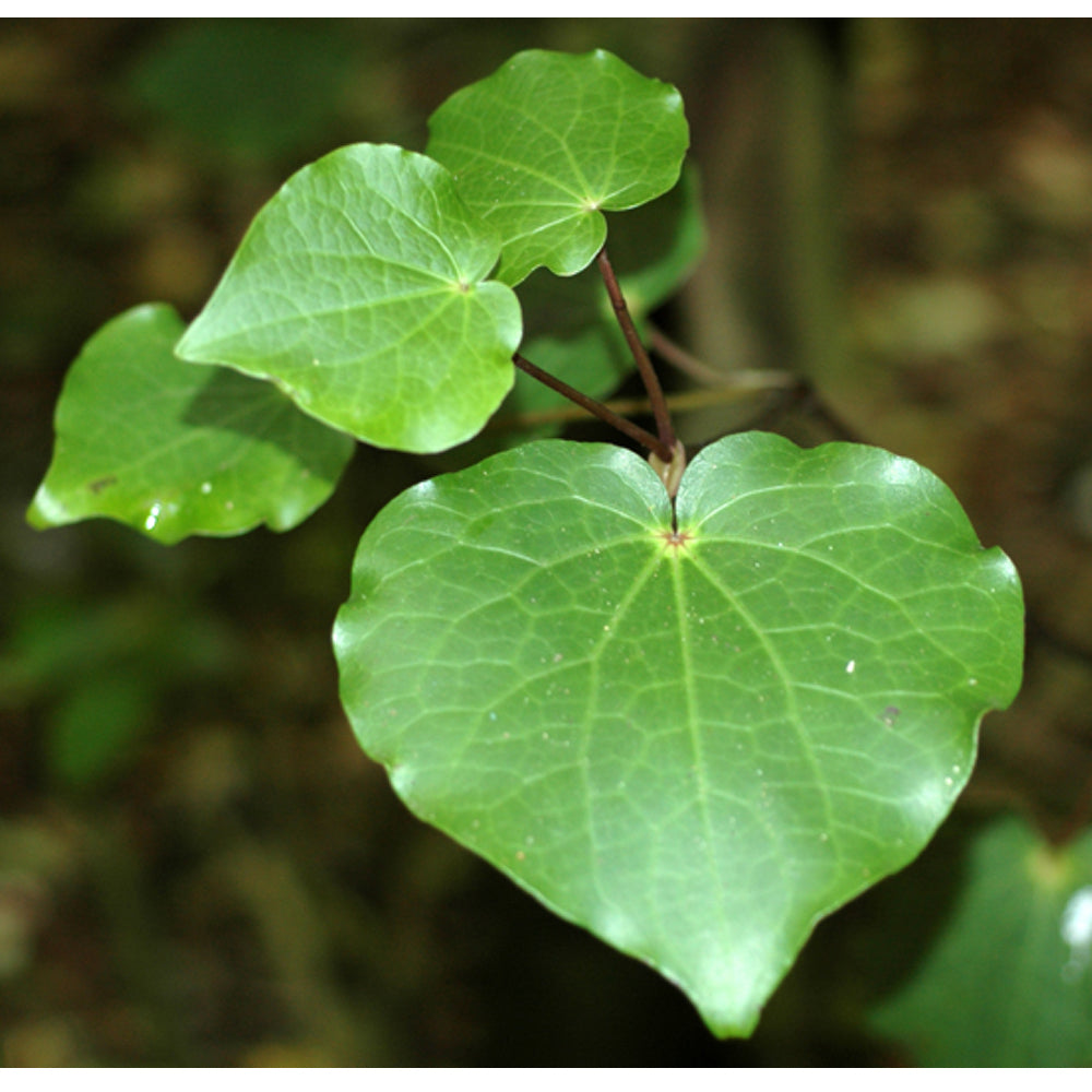 Kawakawa Leaves