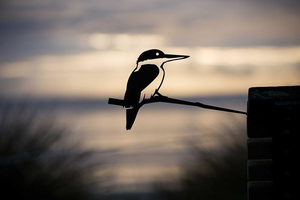 Kingfisher