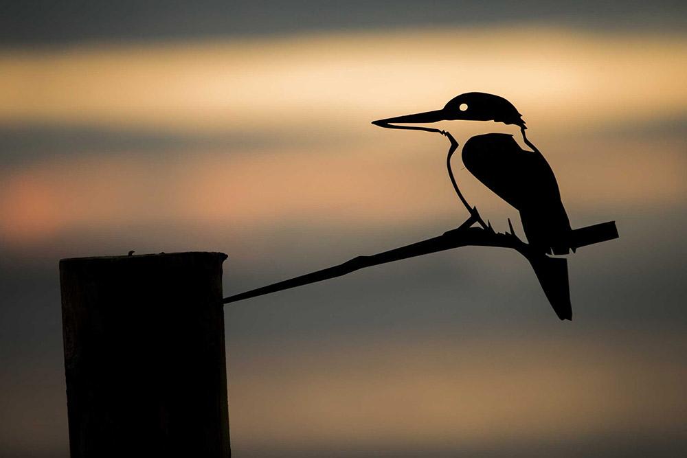 Kingfisher