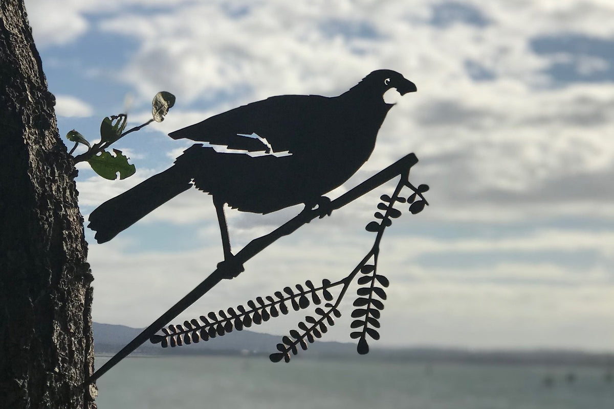 Kokako