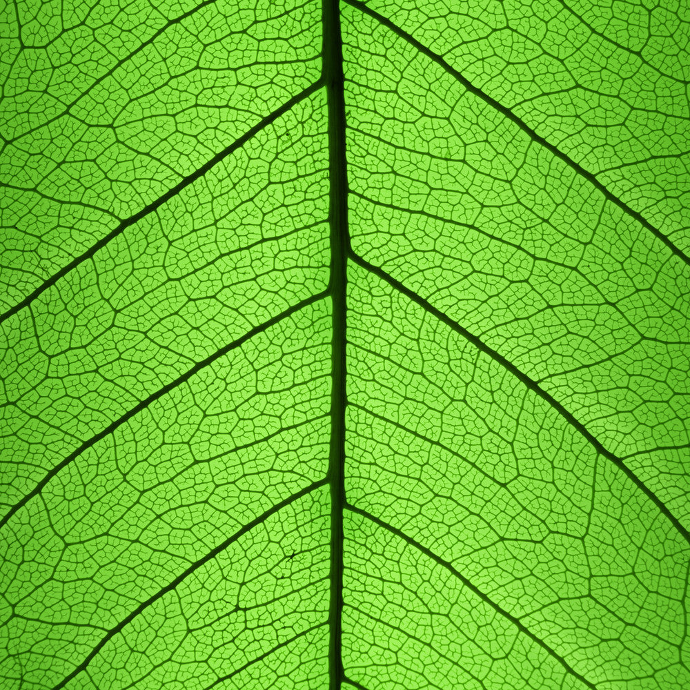Leaf veins