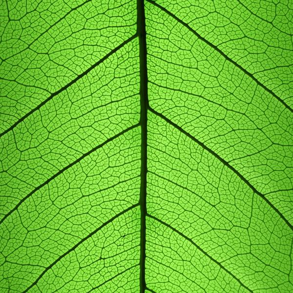 Leaf veins illuminated in leaf