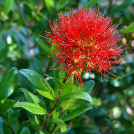Rata Flower