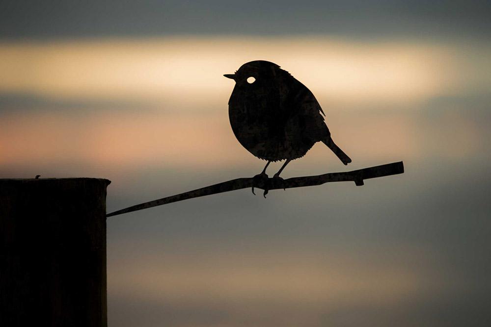 Black Robin
