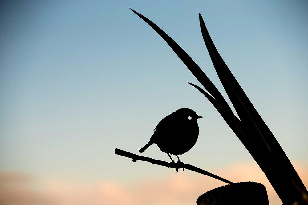 Black Robin 