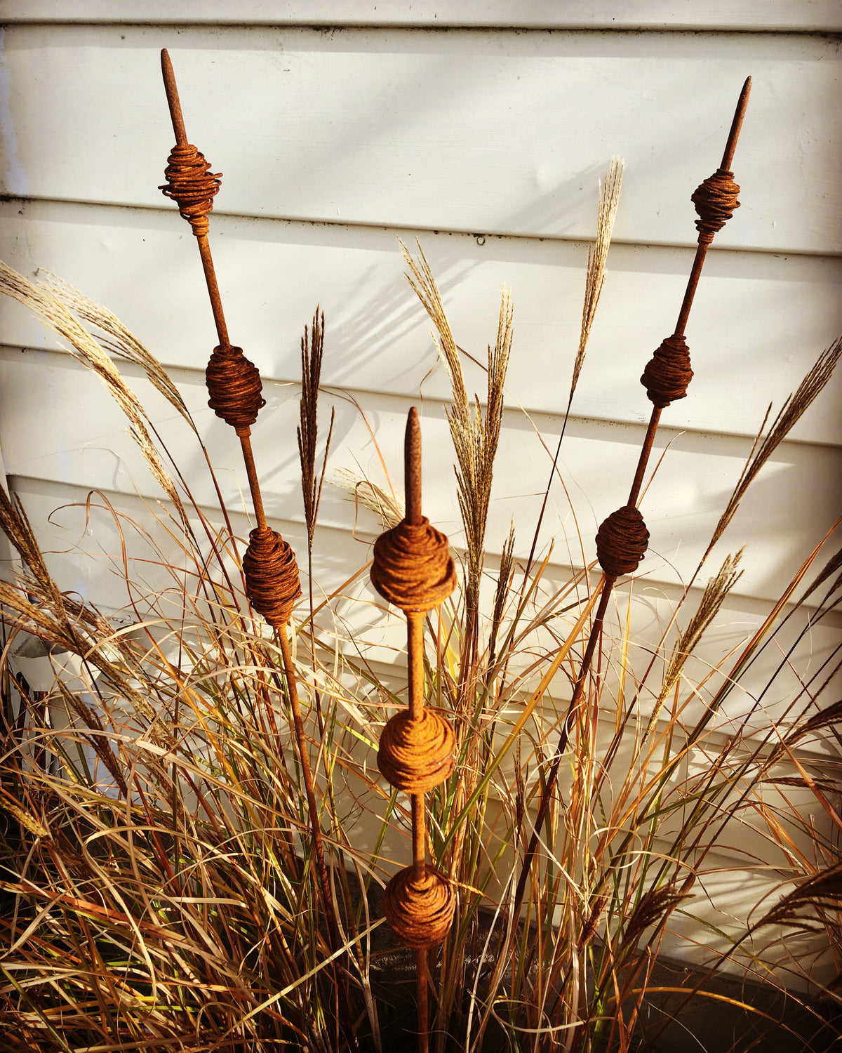 Rusty Seed Pods