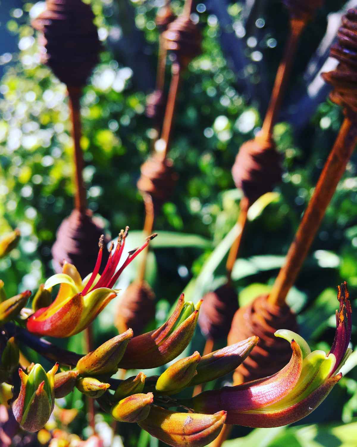 Rusty Seed Pods