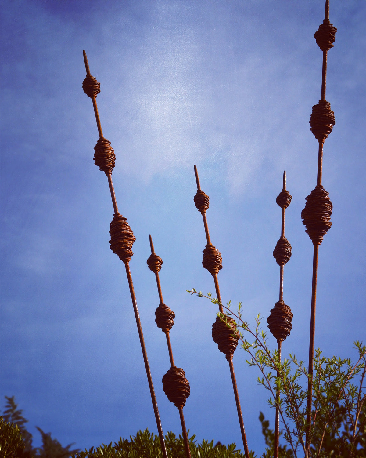 Rusty Seed Pods