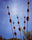 Rusty Seed Pods Garden Art