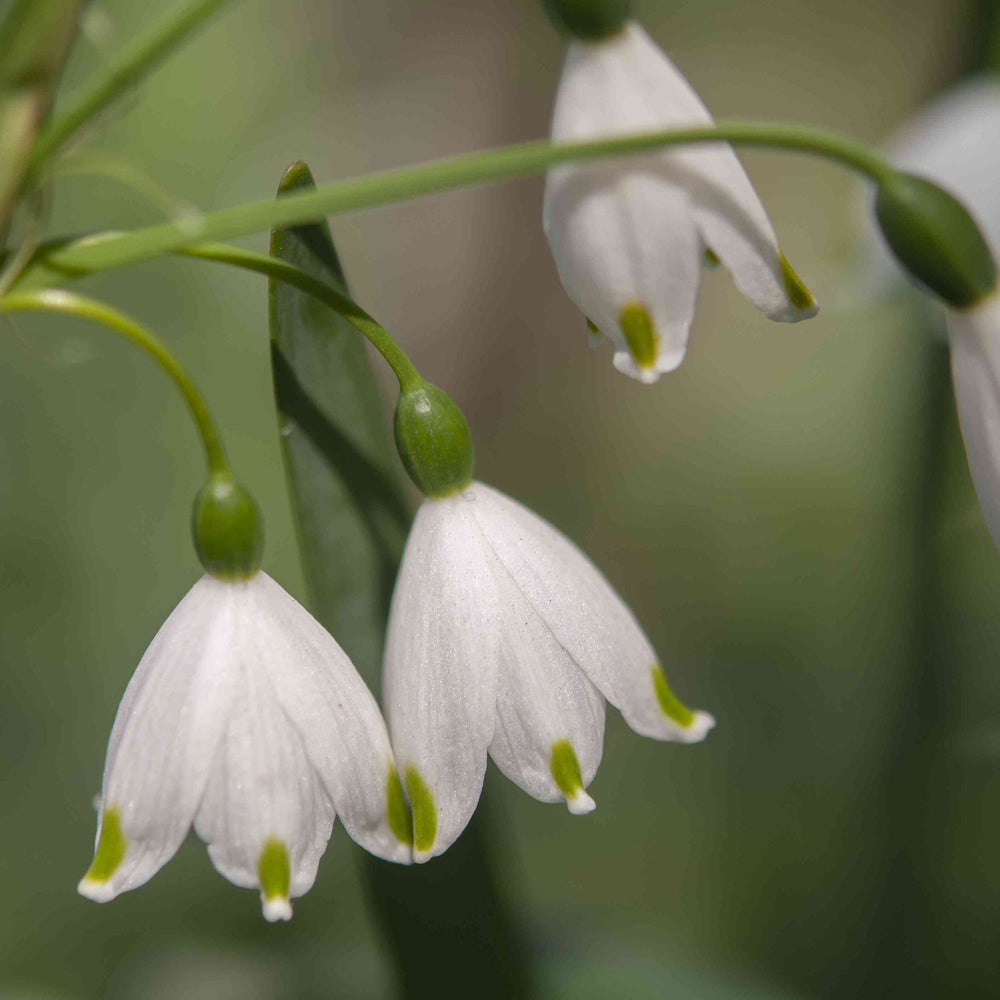 Snowdrop flowers