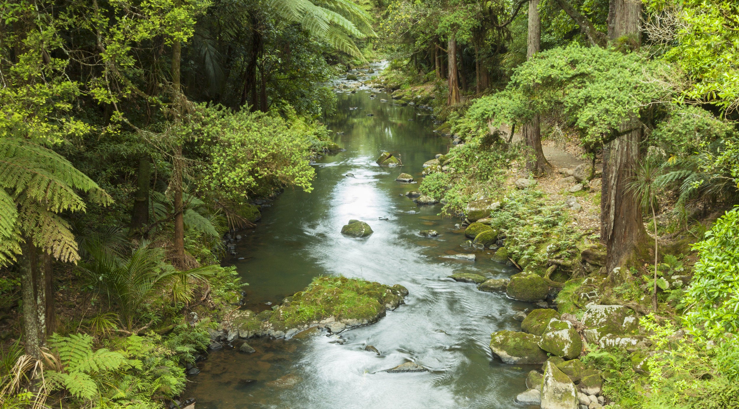 New Zealand bush