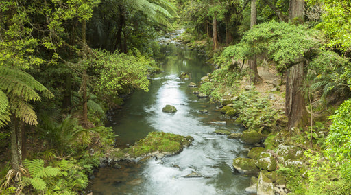 New Zealand bush